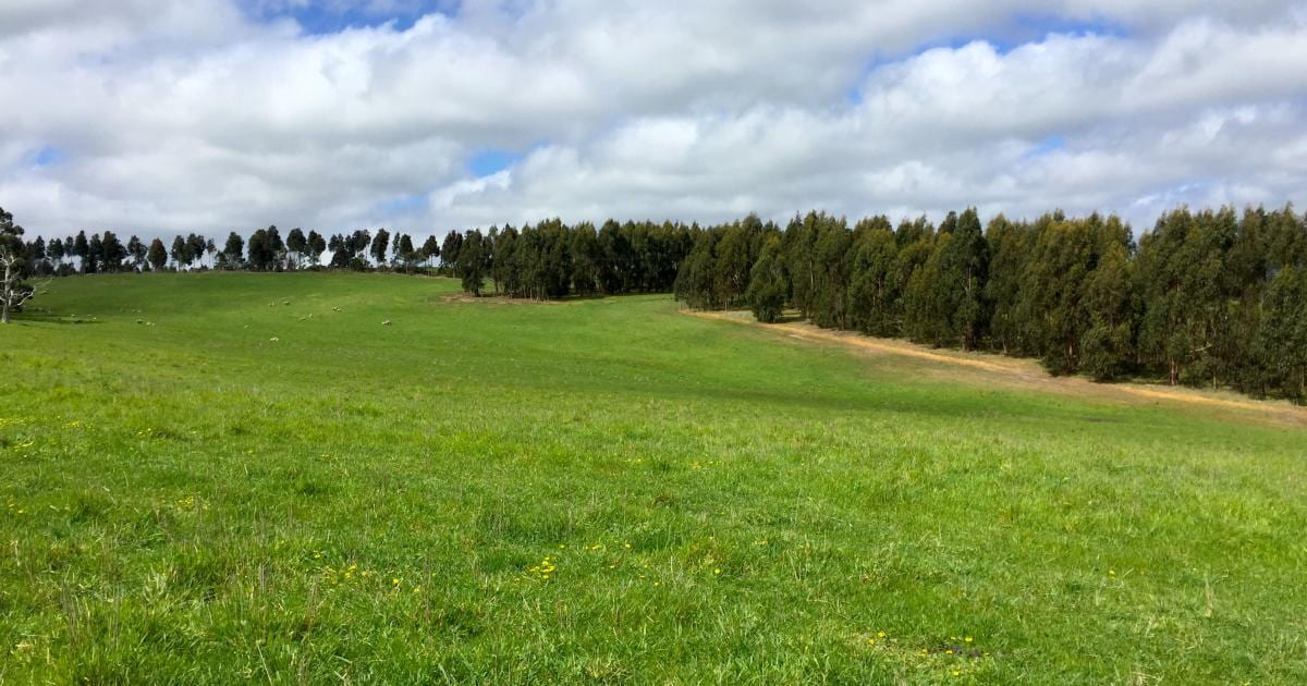 Planting timber forests on Australian farms